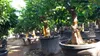 Sunny Tree – drzewo limonkowe – 30 lat – Citrus Latifolia – Podgląd zdjęcia produktu 6