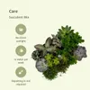Sukkulenten Mix Everspring  - 18 Stück - 10 cm - Ø8,5 - 9 Produktbild-Vorschau 5