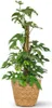 Monstera Minima am Moosstab 90cm Mini Fensterblatt Produktbild-Vorschau 1
