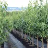 A row of young pear trees in pots, lined up in a nursery or garden center. The background shows a blurred landscape with hills and buildings. Produktbild-Vorschau