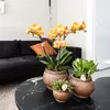 Kolibri Orchids bietet ein Set aus 4 Phalaenopsis-Orchideen Produktbild-Vorschau 3