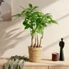 Green BoutiQ - Green, c'est... Plantes d'intérieur - Voir les images du produit 5