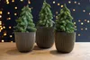 Three small, decorated Christmas trees in decorative pots are arranged on a wooden surface against a dark background with bokeh lights. Produktbild-Vorschau