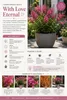 Lagerstroemia indica "With Love Eternal®", 40 cm – Indický Náhľad obrázku produktu 2