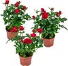 Bloomique - Zestaw 3 sztuk - Róża doniczkowa czerwona - Podgląd zdjęcia produktu 1