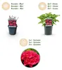 Green boutiQ - Hortensia - Hydrangea macrophylla Red - Voir les images du produit 4