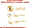 Royal Canin Labrador Retriever Adulti 12 kg Anteprima dell’immagine prodotto 8