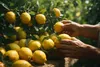 Zitronenöl 100 ml, 100% natürliches ätherisches Öl, Citrus Produktbild-Vorschau 6