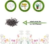 Palmkohl Nero di Toscana Samen - Brassica oleracea var. Produktbild-Vorschau 3