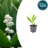 Convallaria majalis | 12 pièces - 10-25cm - Ø9cm - Plante Voir les images du produit 1