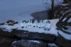 Konstsmide LED Acryl Babypinguine, Leichte Produktbild-Vorschau 7