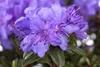 Rhododendron impeditum 'Gristede', Zwerg-Rhododendron, Produktbild-Vorschau 1