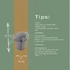 thymus serpyllum - Sand-Thymian - Bodendecker - Violette Produktbild-Vorschau 2