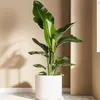 Strelicja - 3 szt - Strelitzia reginea - Wysokość 25-40cm - Podgląd zdjęcia produktu 5
