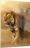 Bilder auf glas - Einteilig - tiger tier - 50x70cm - Produktbild-Vorschau 1