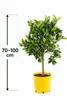 Italienische Limequat Eustis 70–100 cm – Citrus x Produktbild-Vorschau 5