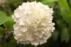 Rispenhortensie Wim's Red 40-60 cm, im Topf - Hydrangea Produktbild-Vorschau 4