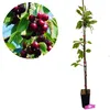 A potted cherry tree with a close-up inset of cherries on a branch. Náhľad obrázku produktu