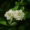 Jasmin du Cap - Set de 2 - Gardenia jasminoides - Hauteur Voir les images du produit 4