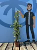 Sunny Tree - Toskánský jasmín - Popínavá rostlina - 6 ks - Náhled obrázku produktu 2