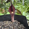 Amorphophallus manta - 1 graine germée Voir les images du produit 1
