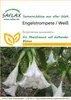 Artikelbild 1 von 'Engelstrompete Weiß' aus der Kategorie Blumensamen Produktbild-Vorschau
