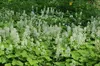 Stauden Gänge 3 x Tiarella cordifolia - Schaumblüte - Zarte Produktbild-Vorschau 5
