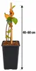 Felsenbirne ‘Prince William’ – Amelanchier, winterharter Produktbild-Vorschau 5