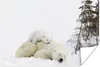 MuchoWow® Poster Eisbär - Schnee - Baum 120x80 cm - Bilder Produktbild-Vorschau 1