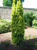 Säulen-Eibe ´DAVID´ 20-30 cm, Cont. 2,5 l Produktbild-Vorschau 3
