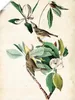ARTland Poster Sängervireo Größe: 90x120 cm Produktbild-Vorschau 1