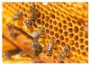 Ein Leben für den Honig: Bienen und Imker (Wandkalender Produktbild-Vorschau 12