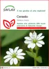 SAFLAX  - Cerastio - 1000 semi - Stellaria Anteprima dell’immagine prodotto 1