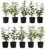 Dehner Hainbuche, für 2 Meter Hecke, ca. 50-60 cm, 10 x 2 l Produktbild-Vorschau 1