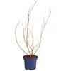 Dehner Gourmet Garten Heidelbeere Spartan, aromatisch, ca. Produktbild-Vorschau 3