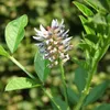 Liquirizia (Glycyrrhiza glabra)  - 20 semi Anteprima dell’immagine prodotto 1