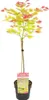 Bloomique - Acer Shirasawanum Moonrise - Klon japoński na Podgląd zdjęcia produktu 1