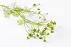 SAFLAX - Bio - Kolendra - 150 Nasiona - Coriandrum sativum Podgląd zdjęcia produktu 6