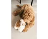 Hračka pro psy beeztees Eco Toy Sheep Jovi 20 x 6 x 21 cm Náhled obrázku produktu 7