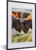 MuchoWow® Gerahmtes Poster Schottische Highlander - Tiere - Produktbild-Vorschau 1