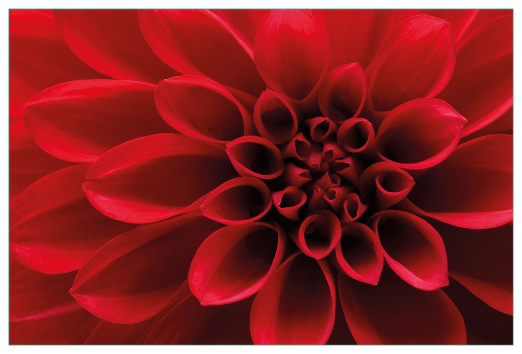 Wallario Küchenrückwand aus Glas, Größe: 90 x 60 cm, Motiv: Rote Dahlienblüte in Nahaufnahme | Spritzschutz | abwischbar | pflegeleicht | in