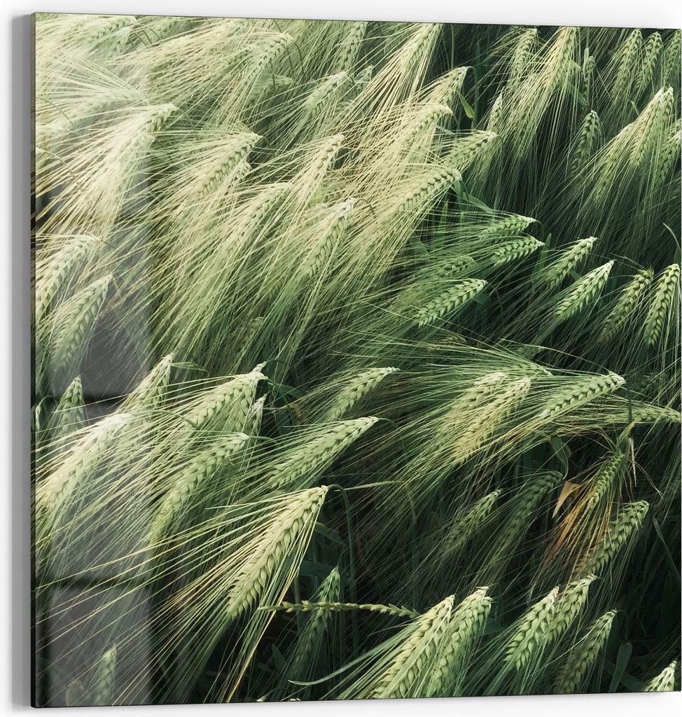 DEQORI Glasbild Echtglas 30x30 cm 'Getreidefeldidylle' Wandbild Bild modern Deko