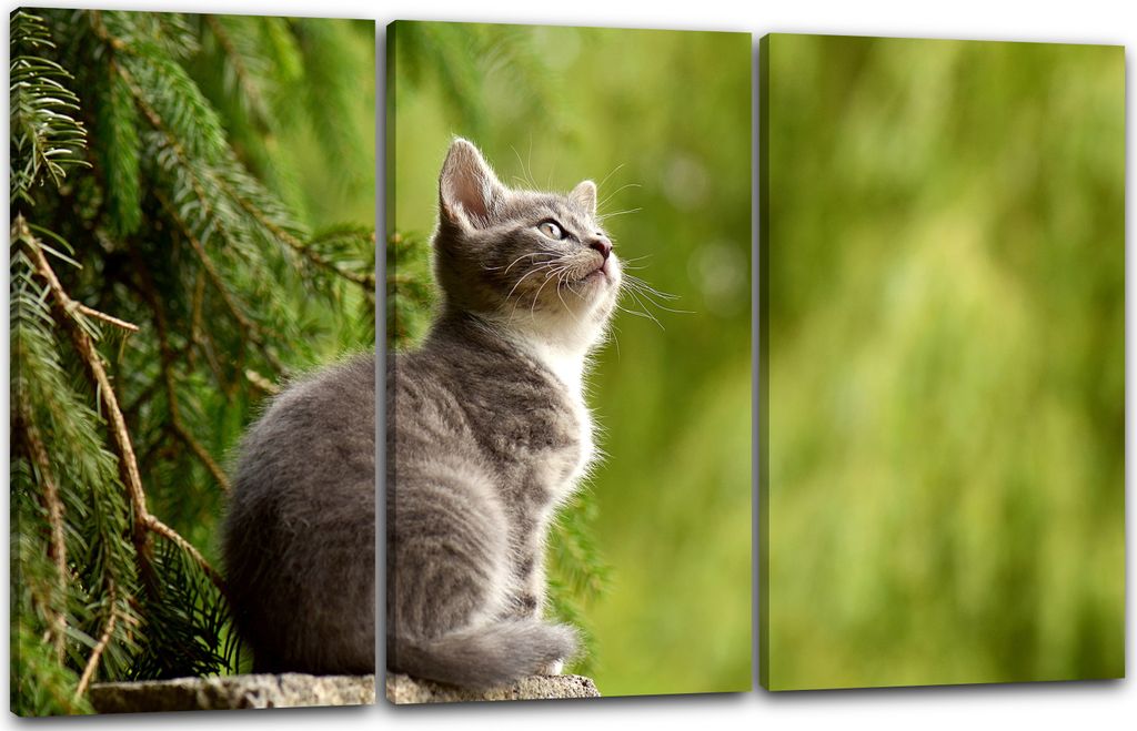 Leinwandbild 3-teilig (120x80cm): Katzenbaby grau süß Katzenbilder Katzen, echter Holz-Keilrahmen inkl. Aufhänger, handgefertigt in Deutschland