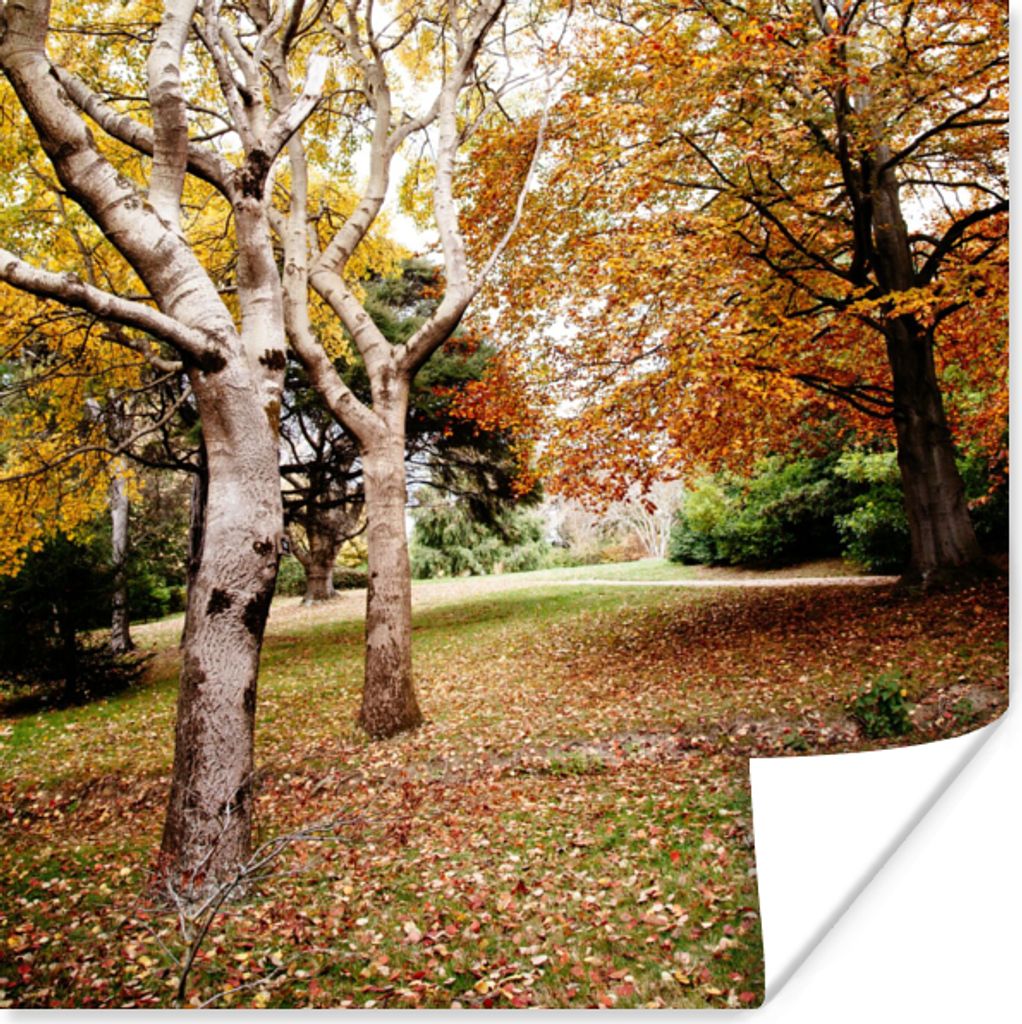 MuchoWow Poster Herbst - Bäume - Laub - Natur 30x30 cm - Wandposter - Printing