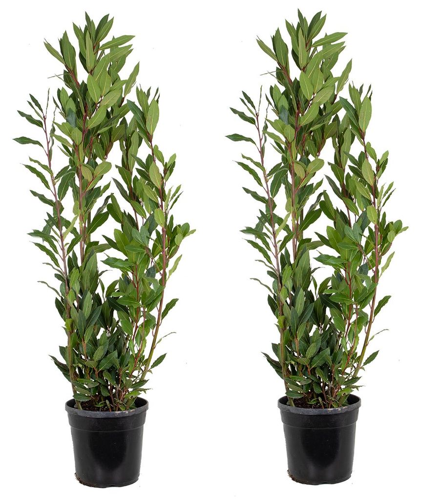 Set di 2 piante di Laurus Nobilis (alloro), adatte per Immagine del prodotto 