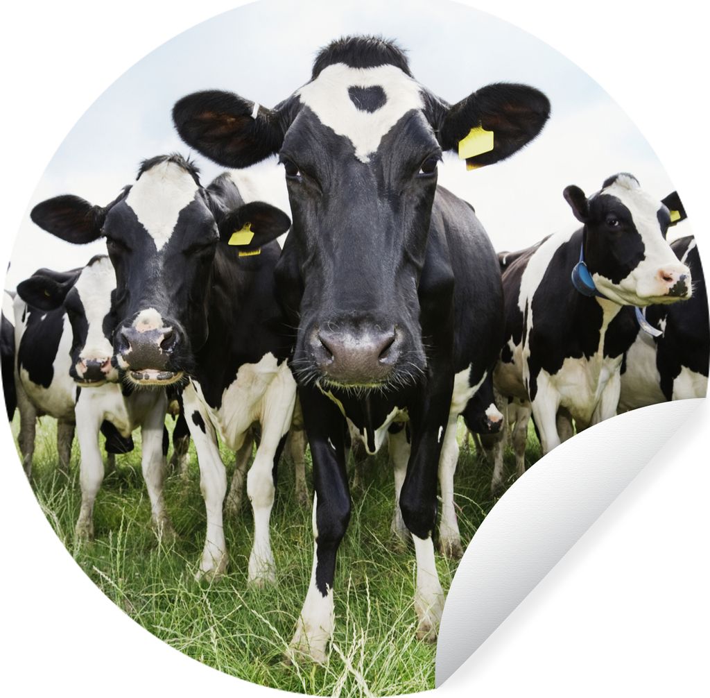 MuchoWow Runde Wandtattoo - Wandsticker Tapete Aufkleber Kühe - Gras - Frühling - Tiere - Wiese - Bauernhof Ø 30 cm Selbstklebend und Repositi...