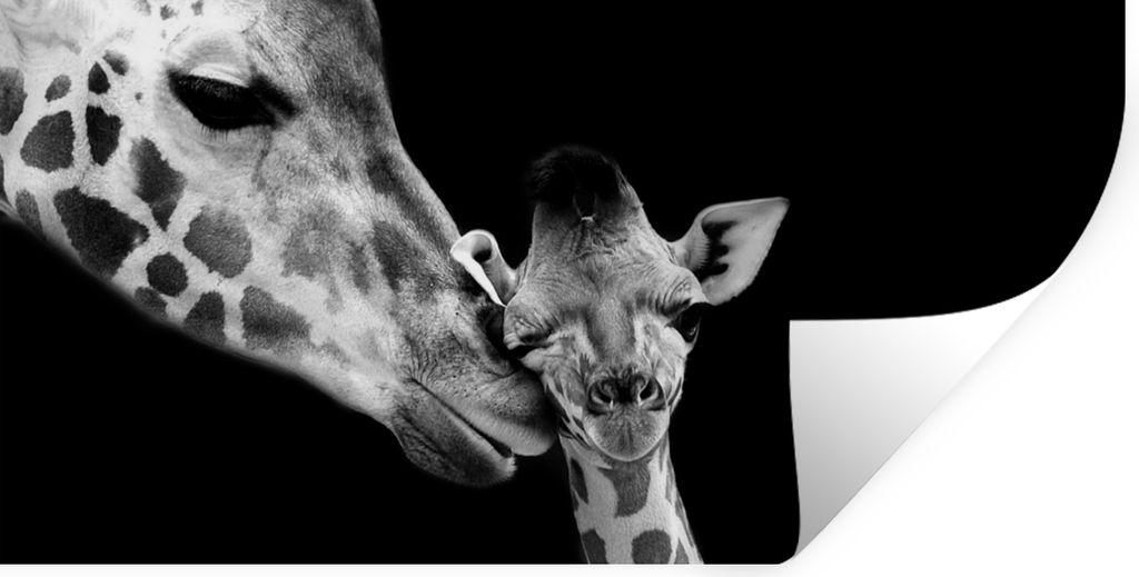 MuchoWow Wandtattoo Wandsticker Wandaufkleber Tiere - Schwarz - Weiß - Giraffe - Porträt 80x40 cm Selbstklebend und Repositionierbar - Aufkleber