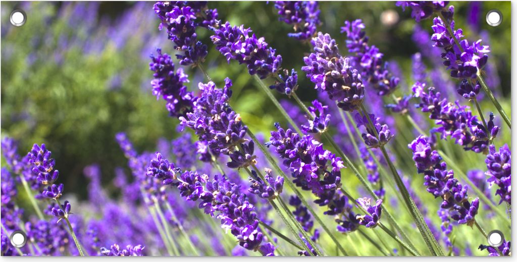 MuchoWow 60x30 cm Outdoor-Poster Gartendeko Sichtschutz Garten Poster für den Garten Leuchtend lila Lavendel in der Natur