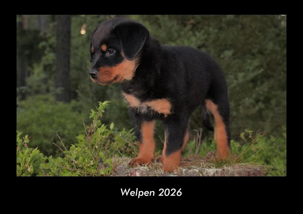 Welpen 2026 Fotokalender - Querformat DIN A3, Monatskalender mit Bild-Motiven von Haustieren, Bauernhof, wilden Tieren und Raubtieren