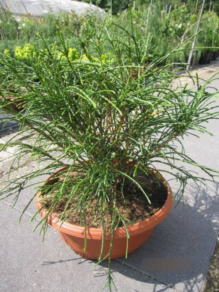 Thuja plicata Whipcord - Faden-Lebensbaum in Dekoschale Produktbild 